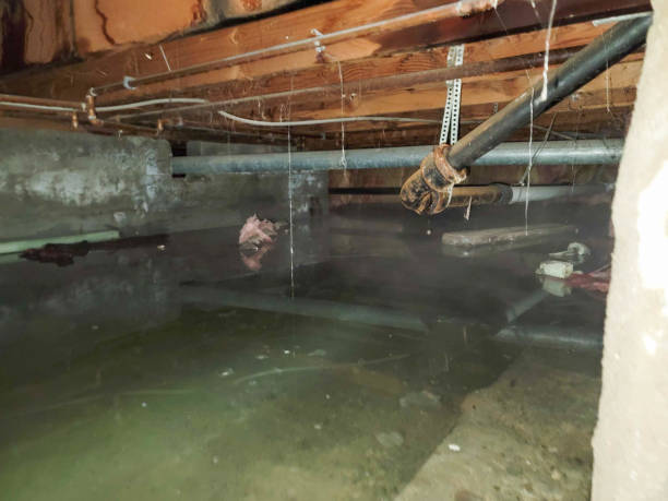 Best Mold removal after water damage  in Salisbury, MD